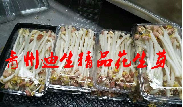 酒店訂購(gòu)新鮮花生芽